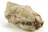 Fossil Hyaenodon Skull - South Dakota #314720-3
